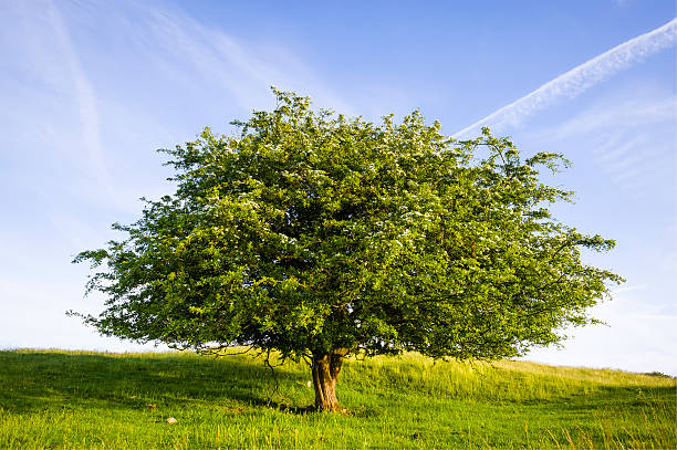istock English Lake District: blossoming hawthorn at sunset 450709907