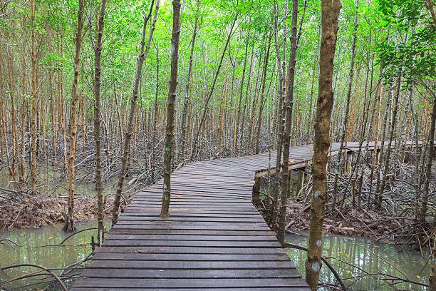 istock Wooden Bridge In Mangrove Forest 450710397