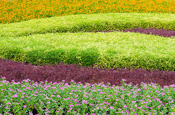 bela árvore de plantas ornamentais paisagem tropical e flor - formal garden tropical climate park plant imagens e fotografias de stock