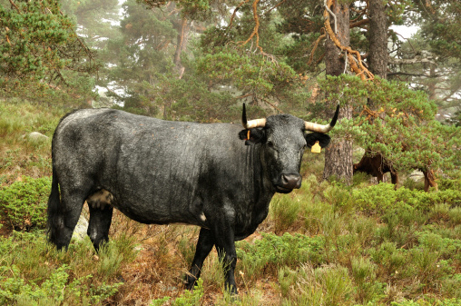 Black Cow avileña, Spanish native cattle breed in the Sierra de Navacerrada.