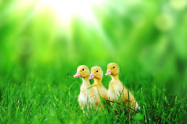 istock Small ducklings  green grass 450713359