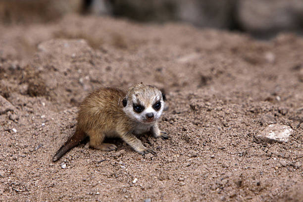 istock Baby Meerkat 450713505