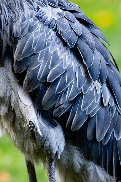 Shoebill, Abu Markub (Balaeniceps rex)