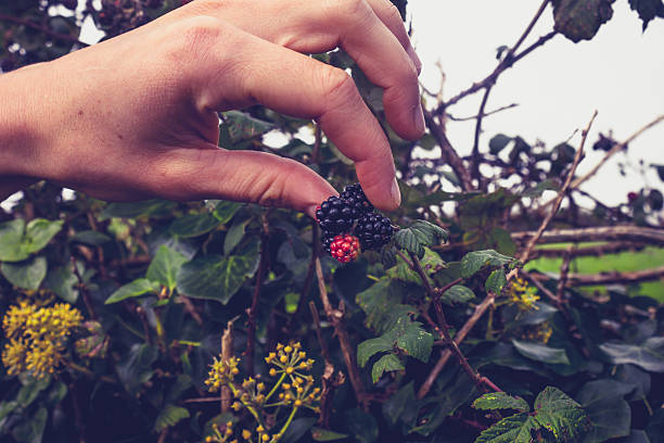 Close up on a young woman's hand as she is picking blackberries