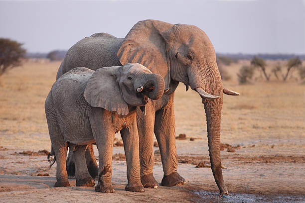 istock African Elephant mom with young drinking at the water hole 450715217