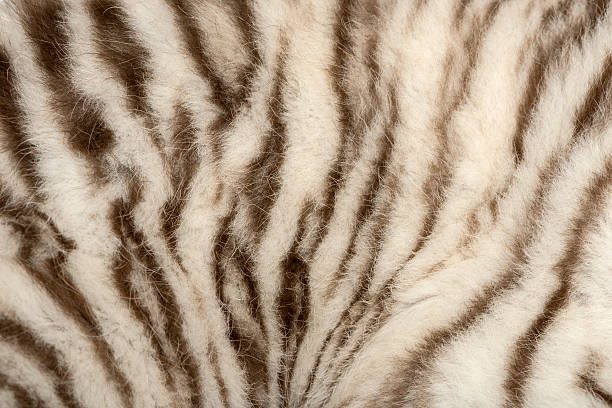 istock Macro of a White tiger fur 450717563