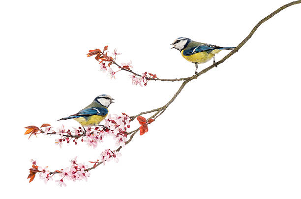 Two Blue Tits whistling on a branch, Cyanistes caeruleus Two Blue Tits whistling on a flowering branch, Cyanistes caeruleus, isolated on white birdsong photos stock pictures, royalty-free photos & images