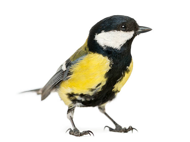 istock Male great tit, Parus major, isolated on white 450718587