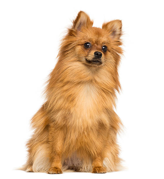 istock German Spitz sitting, 1 year old, isolated on white 450718735