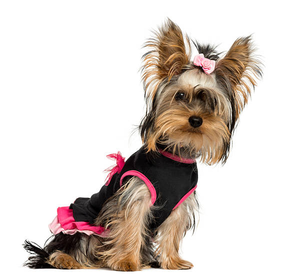 istock Dressed-up Yorkshire Terrier puppy looking at the camera 450719733