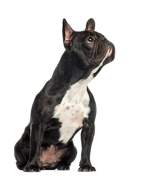 istock French Bulldog sitting, looking up, 2 years old 450725777