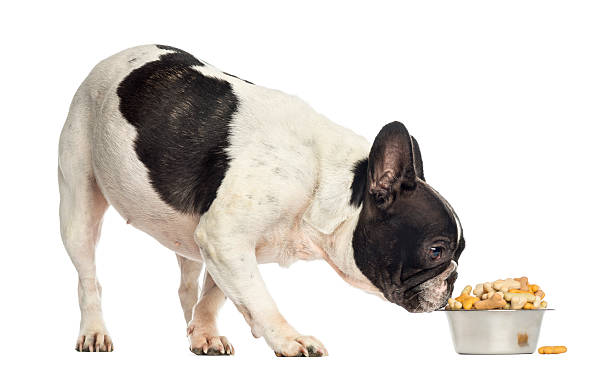 istock French Bulldog sniffing a bowl full of biscuits 450725785