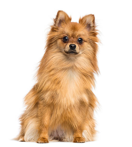 istock German Spitz sitting, looking at the camera, 1 year old 450725869