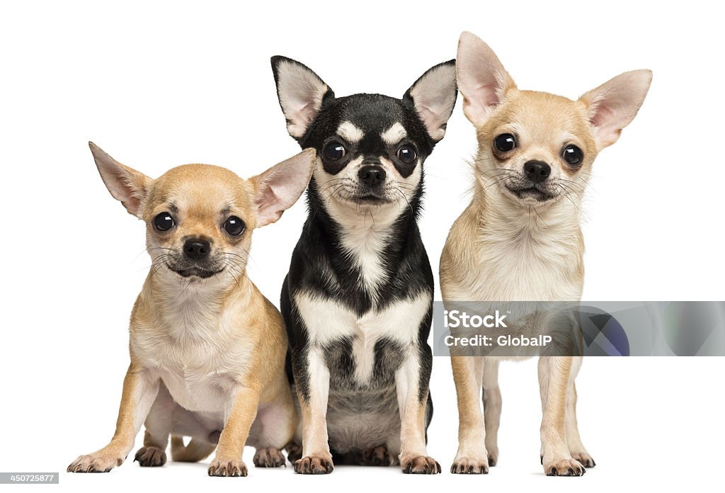 Tree Chihuahuas next to each other, looking at the camera Tree Chihuahuas next to each other, looking at the camera, isolated on white Animal Stock Photo