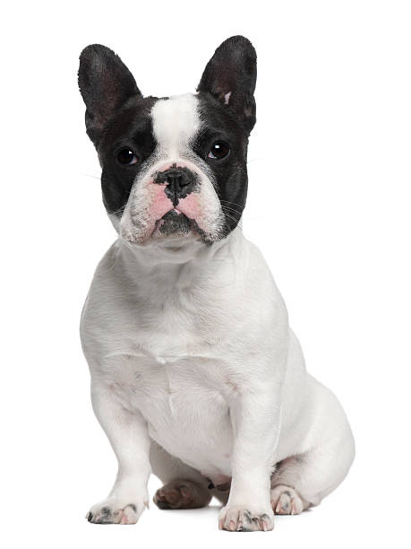 istock French Bulldog, 13 months old, sitting 450726079