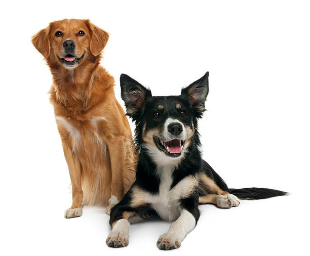 istock Border collie and a Nova scotia duck-tolling retriever 450726157