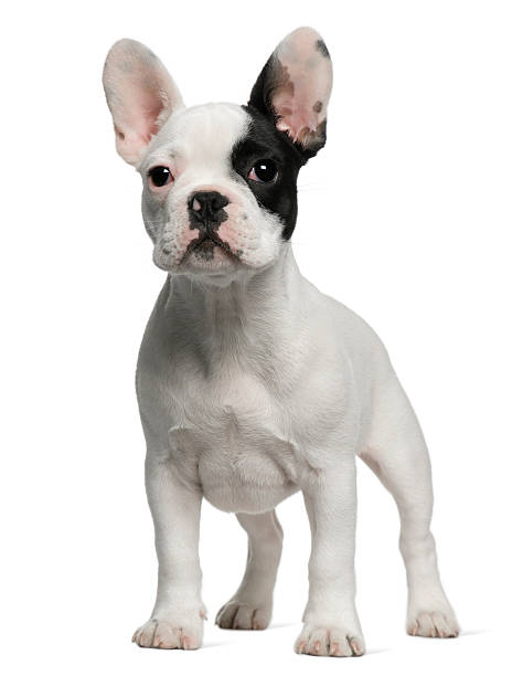 istock French Bulldog puppy, 3 months old 450726183