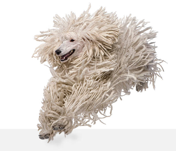 istock Front view of White Corded standard Poodle running 450726185