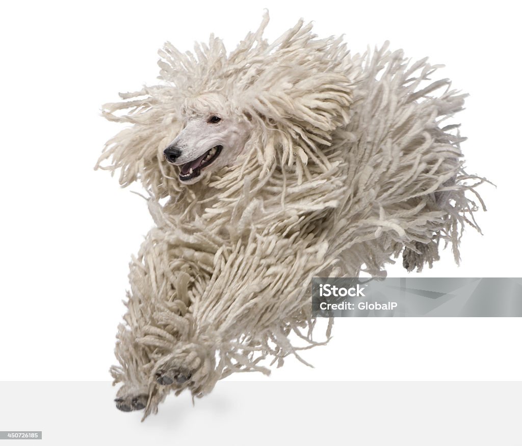 Front view of White Corded standard Poodle running Front view of White Corded standard Poodle running in front of white background Dog Stock Photo