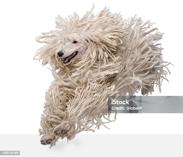 Front View Of White Corded Standard Poodle Running Stock Photo - Download Image Now - Dog, Jumping, Motion