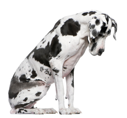 Great Dane Harlequin sitting in front of white background looking down