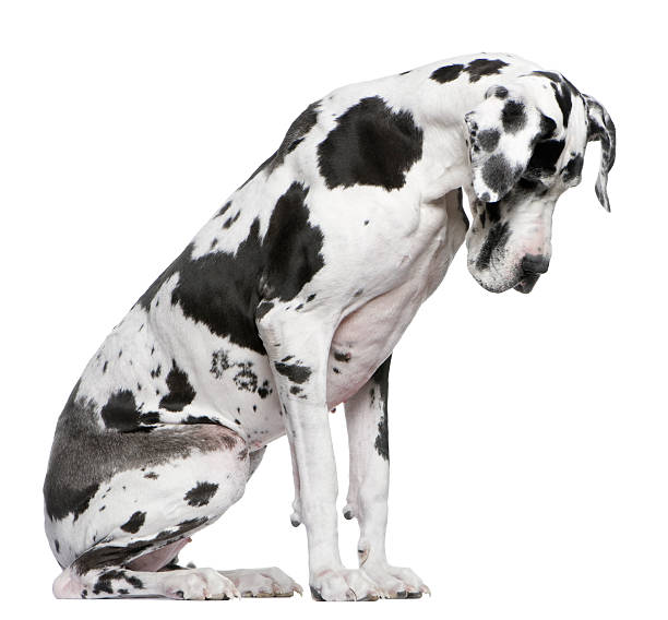 Great Dane Harlequin sitting in front of white background Great Dane Harlequin sitting in front of white background looking down great dane stock pictures, royalty-free photos & images