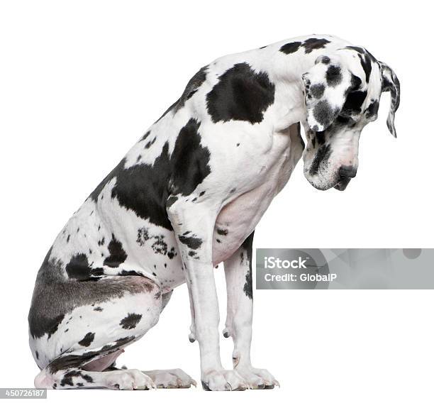 Great Dane Harlequin Sitting In Front Of White Background Stock Photo - Download Image Now