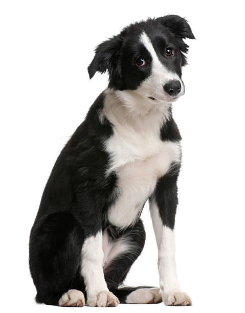 istock Border Collie puppy, 4 months old 450726201