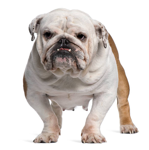 istock English Bulldog, 5 years old, standing 450726229