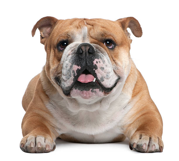 istock English Bulldog, 18 months old, lying 450726243