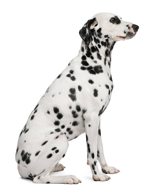 istock Dalmatian, 2 years old, sitting in front of white background 450726295
