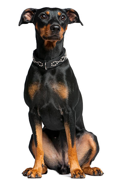 istock German pinscher, 2 years old, sitting 450726297