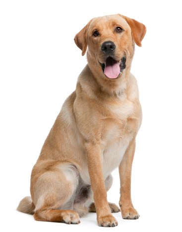 Labrador retriever, 12 months old, sitting in front of white background