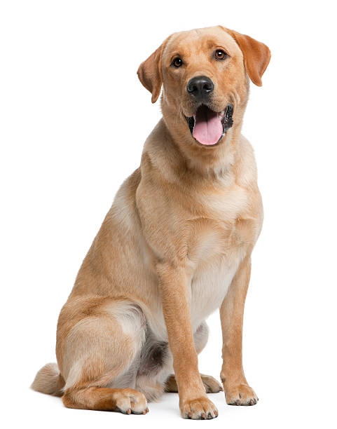 Labrador retriever, 12 months old, sitting Labrador retriever, 12 months old, sitting in front of white background dog sitting stock pictures, royalty-free photos & images