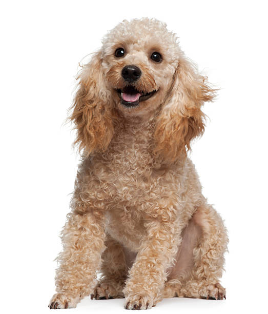 istock Poodle, 9 years old, sitting in front of white background 450726345