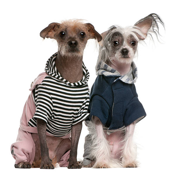 Peruvian Hairless dogs dressed up sitting