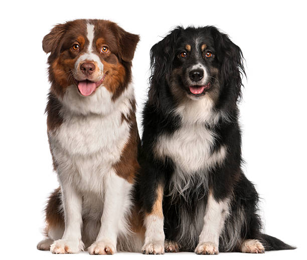 istock Australian Shepherd dogs, 3 years and 18 months old 450726421