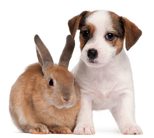 istock Jack Russell Terrier puppy, 2 months old, and a rabbit 450726429
