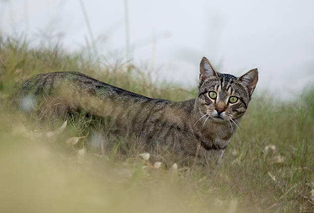 야생 고양이 - stray cat 뉴스 사진 이미지