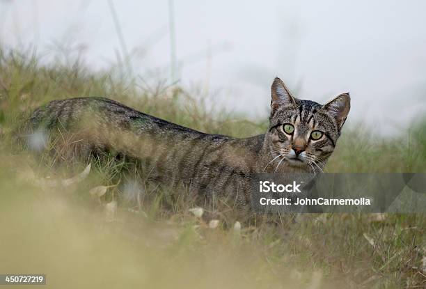 Feral Cat Stock Photo - Download Image Now - Domestic Cat, Undomesticated Cat, Stray Animal