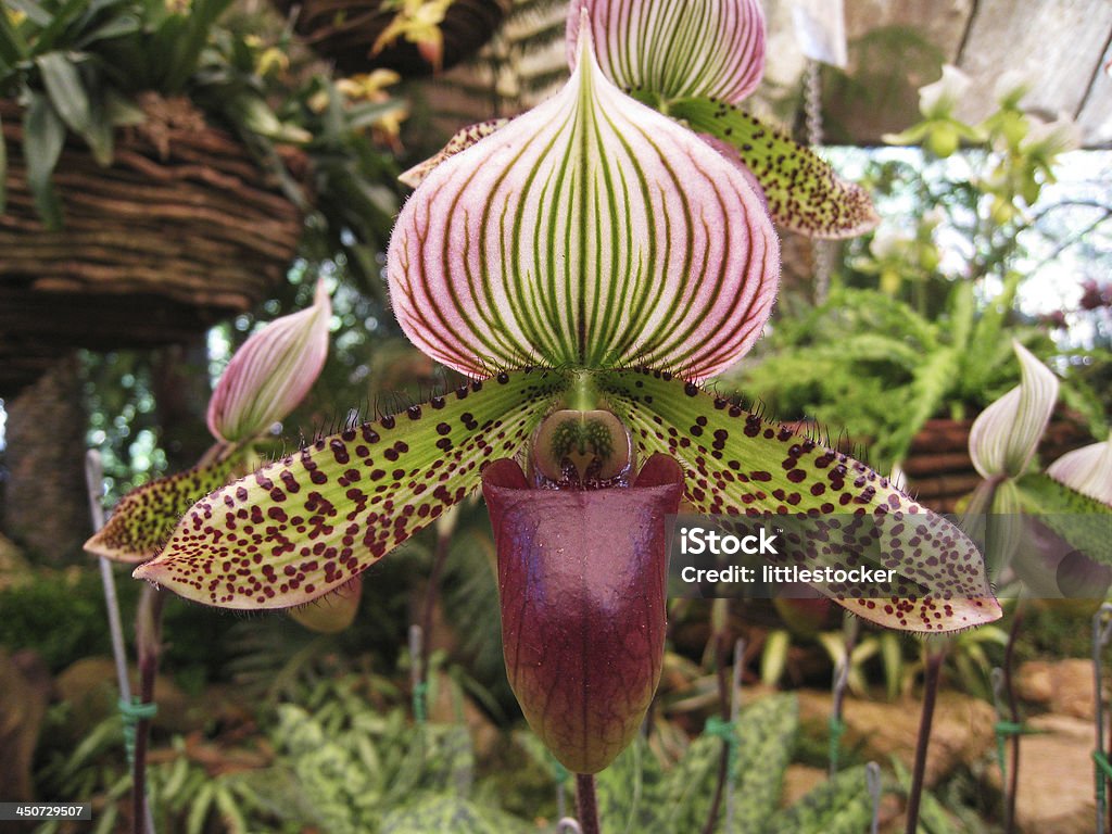 Lady's slipper orchid. Paphiopedilum Callosum. Backgrounds Stock Photo