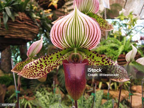 Ladys Slipper Orchid Paphiopedilum Callosum Stock Photo - Download Image Now - Backgrounds, Biology, Botany