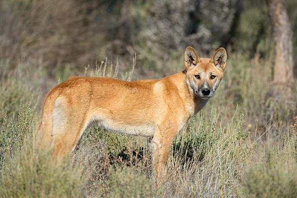 Dingo stock photo