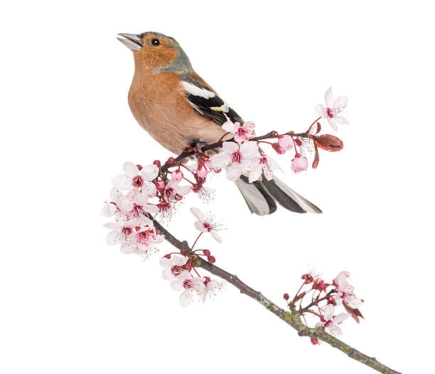 istock Common Chaffinch perched on Japanese cherry branch, tweeting 450729675