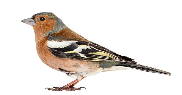istock Common Chaffinch, isolated on white, Fringilla coelebs 450729677