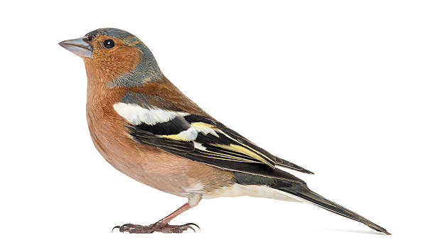Common Chaffinch, isolated on white, Fringilla coelebs