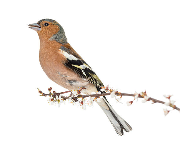 istock Common Chaffinch perched on branch, whistling 450729689