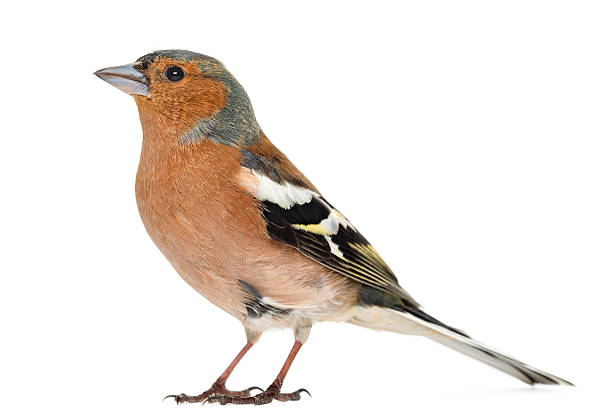 istock Common Chaffinch, isolated on white, Fringilla coelebs 450729693