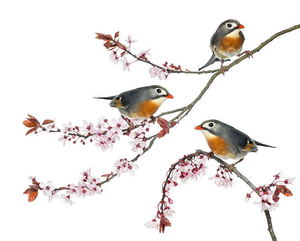 istock Group of Red-billed Leiothrix perched on a Japanse cherry branch 450729699