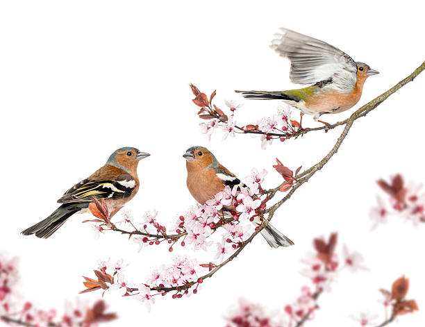 istock Group of Common Chaffinch perched on a Japanse cherry branch 450729703